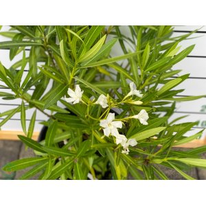 Oleander obyčajný (Nerium oleander) - BIELY - výška 80-100 cm, kont. C5L (-10/-12°C) NA KMIENKU